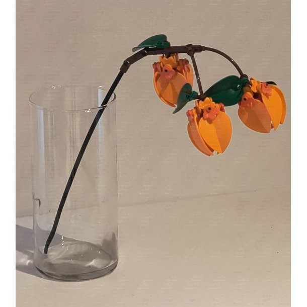 Physalis (dob11)