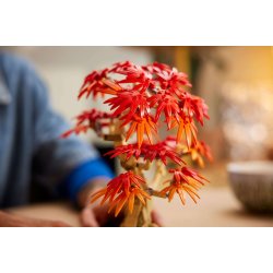 LEGO Botanicals - Bonsaitr�: Japansk l�n (10348)