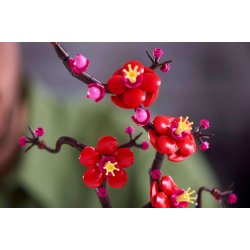 LEGO Botanicals - Japansk Abrikostr� (10369)