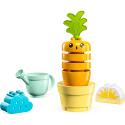Growing Carrot (10981)