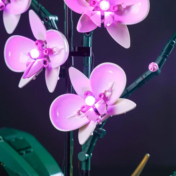 Lyskit til #10311 Orchid CLASSIC (P34801)
