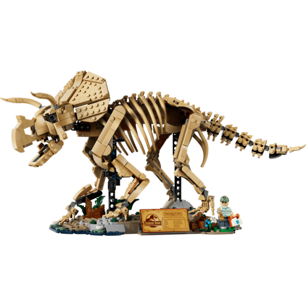 Dinosaurfossiler: Triceratops (77985)