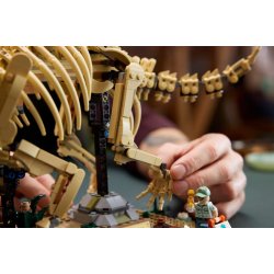 Dinosaurfossiler: Triceratops (77985)