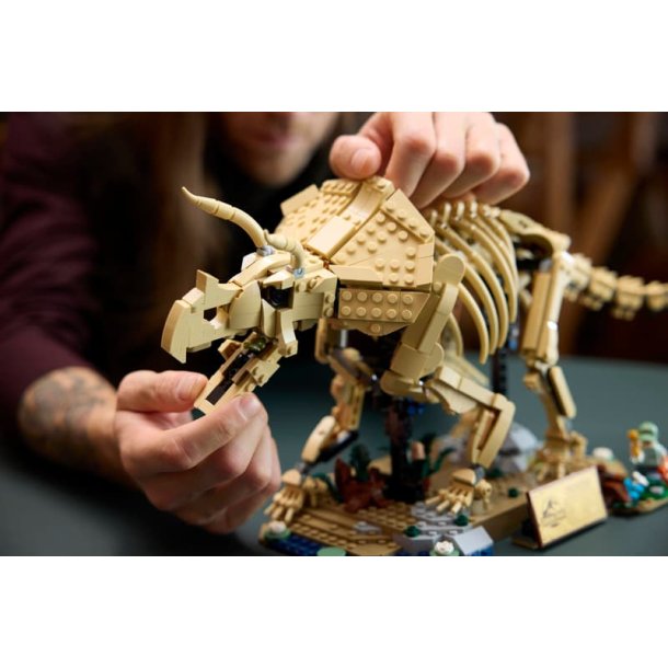 Dinosaurfossiler: Triceratops (77985)