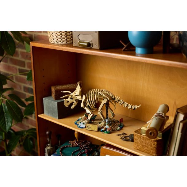 Dinosaurfossiler: Triceratops (77985)