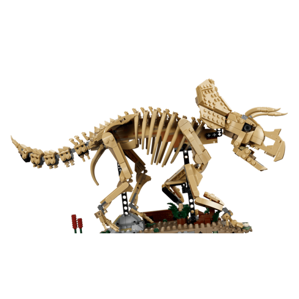 Dinosaurfossiler: Triceratops (77985)