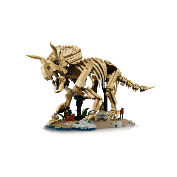 Dinosaurfossiler: Triceratops (77985)