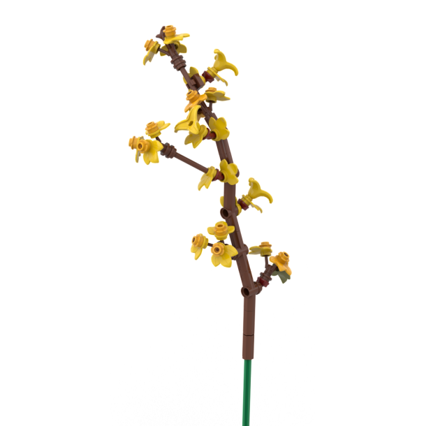 Forsythia (dob7)