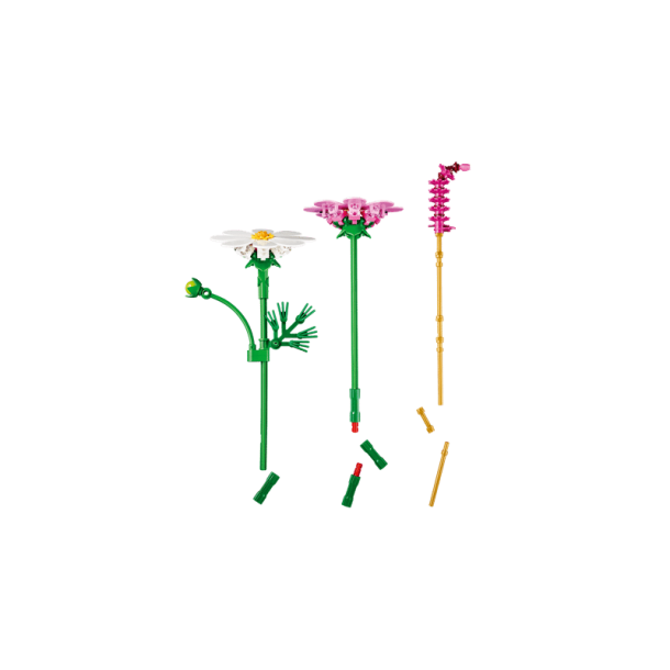 Stolt kavaler-blomster (11514)