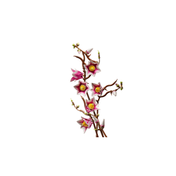 LEGO Botanicals - Magnolia-grene (11510)