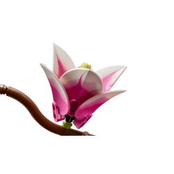 LEGO Botanicals - Magnolia-grene (11510)